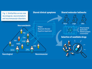 The SIMPATHIC Consortium works to accelerate the use of existing drugs for other neurological, neurometabolic and neuromuscular conditions with shared clinical symptoms, based on the results of individual patient tissue screening. If positive effects of a drug are observed in the screening process, a clinical study will be conducted in a group of patients with different disorders but similar clinical symptoms to test the candidate drug’s therapeutic efficacy.